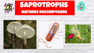 Saprotrophs ExamplesDecomposersFungiBacteriaWater mold [upl. by Cykana]