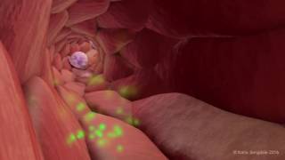 Extravasation of Neutrophils [upl. by Andris]