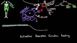 Bone Remodeling [upl. by Nivra319]