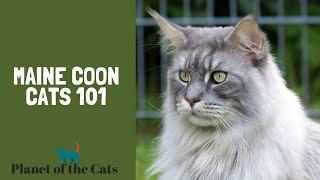 Maine Coon Cats 101 Everything you need to know [upl. by Sternberg814]