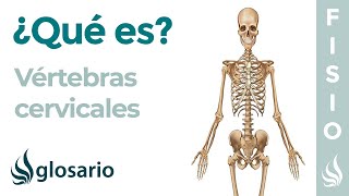 Huesos VÉRTEBRAS CERVICALES  Qué son qué significa ubicación función lesiones [upl. by Gredel]