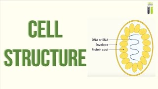 ALevel Biology Revision  Part 21  Cell Structure [upl. by Ahsieken711]