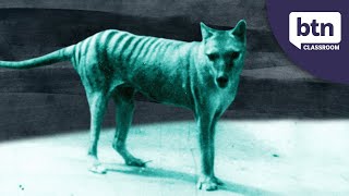 New Footage Of A Thylacine  Behind the News [upl. by Wendell]