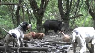 Mai 2013BASSETS FAUVE et GASCON à LObéissance au ferme [upl. by Euqininod]