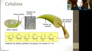 Química Orgánica  Celulosa [upl. by Nnhoj]