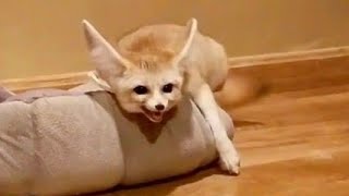 FENNEC FOX FREAK OUT [upl. by Odranreb]