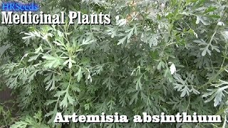 ⟹ WORMWOOD Artemisia absinthium 🌿 BE CAREFUL [upl. by Soluk]