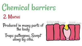 Mechanical and Chemical Barriers to Disease [upl. by Anitnoc37]