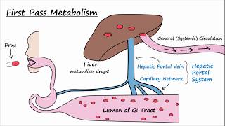 Bioavailability and First Pass Metabolism [upl. by Neal41]