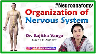 Organization of Nervous System  Neuroanatomy [upl. by Wendie]