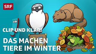 Was machen Tiere im Winter  SRF Kids – Clip und klar  Für Kinder erklärt [upl. by Hernando564]