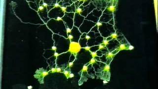 Tokyo rail network designed by Physarum plasmodium [upl. by Danais650]