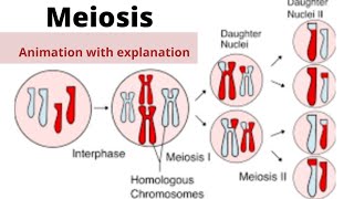 Meiosisphases of meiosis animation [upl. by Esidarap]