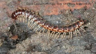 How to get Rid of Millipedes  DIY Pest Control [upl. by Oscar699]