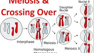 Meiosis amp Crossing Over [upl. by Kliber]