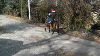 Bay Saddle Pony Riding Double [upl. by Landing]