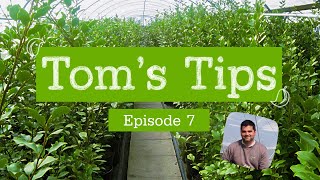 Toms Tips 7  Griselinia littoralis  Greenwood Plants [upl. by Ailecra]