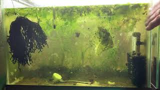 Scuds Daphnia Cherry Shrimp Copepods My aquatic food culture [upl. by Hsirahc]