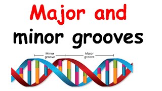 Major groove and minor groove [upl. by Inaffyt]