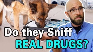 Are Drug Sniffing Dogs Trained By Sniffing Drugs [upl. by Anastassia472]