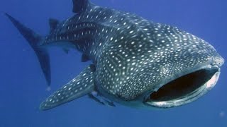 Facts The Whale Shark [upl. by Alboran]