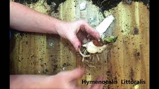 How to propagate and divide your Spider lilies Hymenocalis Littoralis [upl. by Sutton]