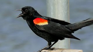 Redwinged blackbird [upl. by Aiykan]