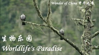 Wonder of China Wildlifes Paradise 中华之奇 生物乐园 [upl. by Eentroc]