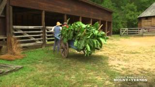 Tobacco Harvesting [upl. by Idolem634]