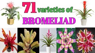 71 Bromeliad Plant Varieties Plant and Planting [upl. by Amoihc]