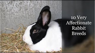 10 Very Affectionate Rabbit Breeds [upl. by Tito875]