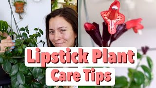 Lipstick Plant Care Tips amp Tricks  Lipstick Aeschynanthus Houseplant Care [upl. by Lesly]