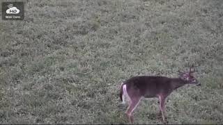 Pennsylvania elk cam on first day of operation in 2018 captures elk and deer multiple bucks [upl. by Arrim]