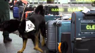 XRay Mega Airport Drug Sniffing Dog [upl. by Mientao]