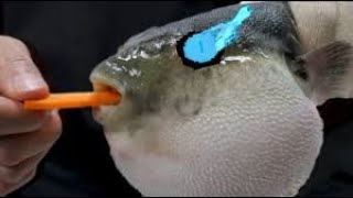 Pufferfish Eats Carrot and Sings Megalovania Song 1 Hour Version [upl. by Frey]