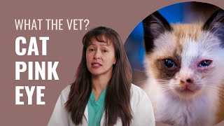 Conjunctivitis in Cats  Symptoms amp Treatments Explained by a Vet [upl. by Cohberg]