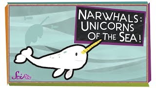 Narwhals Unicorns of the Sea [upl. by Darbie975]