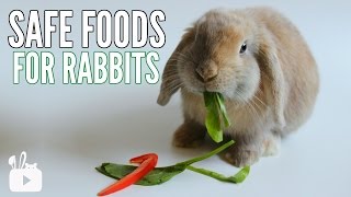 SAFE FOODS FOR RABBITS [upl. by Keeley]