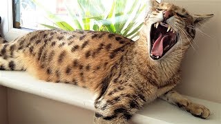 5 Reasons for NOT OWNING a F2 Savannah cat [upl. by Joslyn]