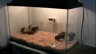 How to Setup a Button Quail Brooder [upl. by Olracnaig]