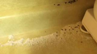 Diatomaceous Earth kills ants [upl. by Limhaj]