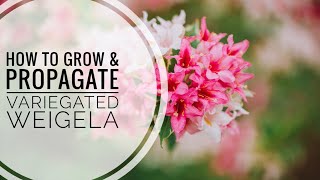 Master the Art of Propagating Variegated Weigela  Part 1 [upl. by Ayeki]