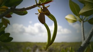 Life Cycle of the Red Mangrove [upl. by Dur]