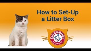 How to Set Up a Litter Box for Success [upl. by Eirod]