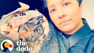 Wild Owl Rescued From LA Fires  The Dodo [upl. by Eppillihp236]