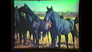 1941 Quarter Horse Film narrated by BF Yeates [upl. by Boni]