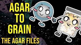 The Agar Files  Inoculating Agar to Grain [upl. by Aysab]