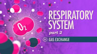 Respiratory System Part 2 Crash Course Anatomy amp Physiology 32 [upl. by Ayouqes]