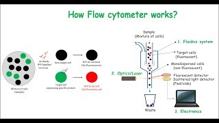 Flow Cytometry [upl. by Yevoc]