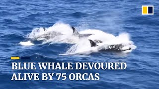 Blue whale devoured alive by 75 orcas off coast of Australia [upl. by Namsu]